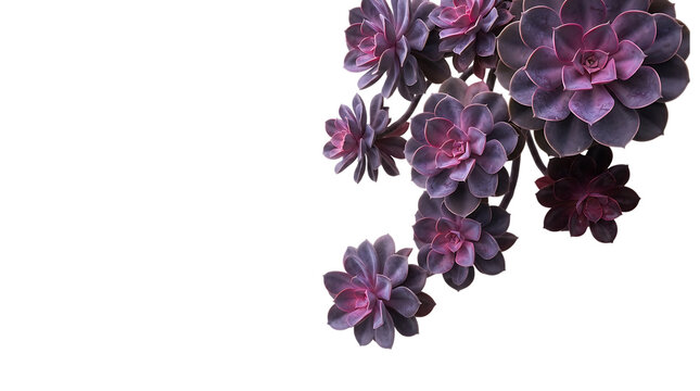 Purple succulents isolated on transparent background