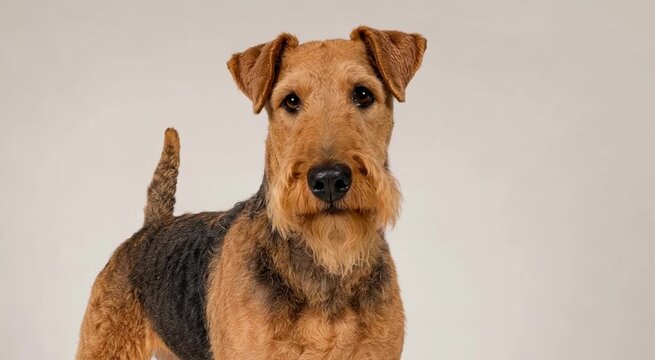 Airedale Terrier standing alert in a studio portrait with a wiry black and tan coat