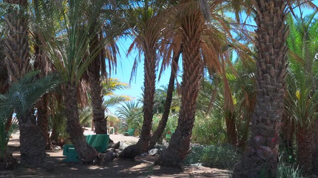 Scenic view of lush date palm grove with curved trunks and resting benches in Magna oasis Tabuk