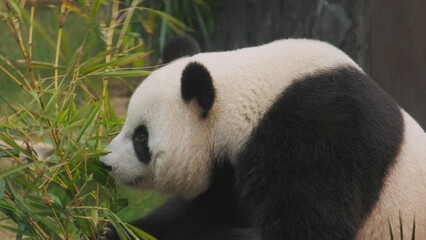 Cute giant panda bear eating bamboo © Kokhanchikov
