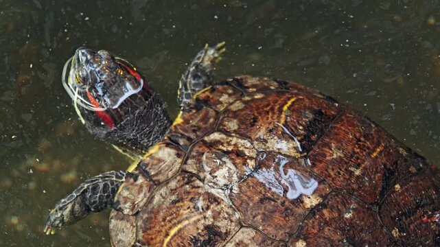 Red-eared slider turtle swimming in shallow murky pond water, showing wet textured shell, patterned skin, and bright red ear markings