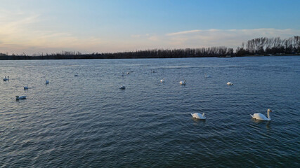 Flock of white swans swimming on the Danube river © Kokhanchikov