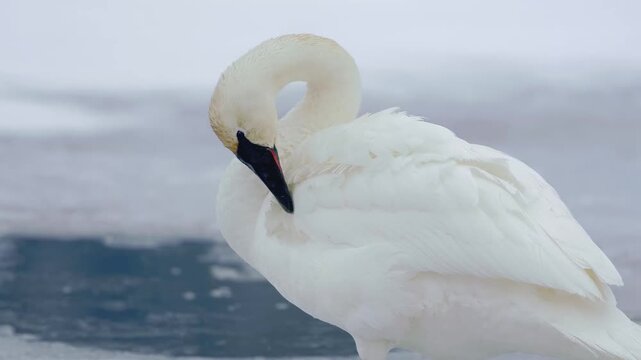 mute swan cygnus olor