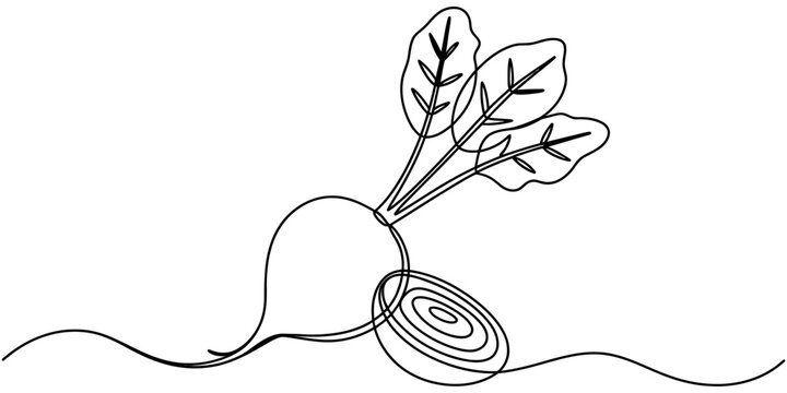 Continuous single line drawing of a fresh beetroot with leaves isolated on a white background Vector, illustration