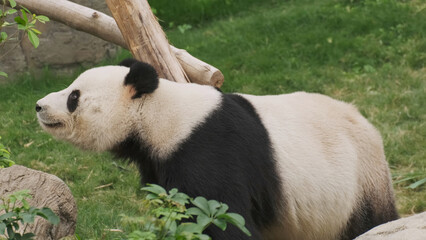 Cute giant panda bear walking © Kokhanchikov