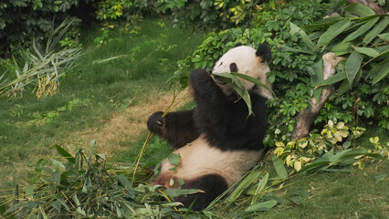 Cute giant panda bear eating bamboo © Kokhanchikov