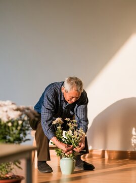 Double ninth festival scene with an elderly man arranging white chrysanthemums in a sunlit room with cream wall copy space for autumn cards
