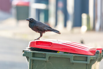 Obraz premium Photograph of an Australian Raven black bird standing on the lid of a large rubbish bin in a carpark in the Western Sydney town of Penrith in New South Wales, Australia