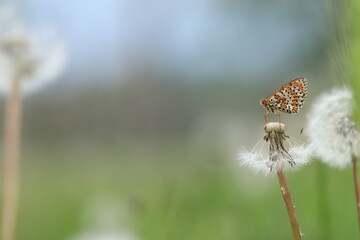 una farfalla melitaea didyma al tramonto in estate © Simona