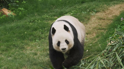 Cute giant panda bear walking © Kokhanchikov