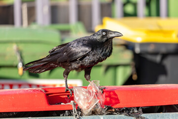 Obraz premium Photograph of an Australian Raven black bird standing on the lid of a large rubbish bin in a carpark in the Western Sydney town of Penrith in New South Wales, Australia