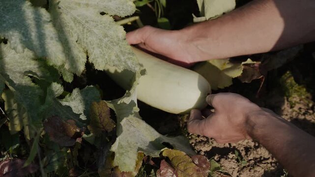 Person takes white squash fruit lying on ground and inspects it. Top view of squash bush with fresh large fruit on organic farm plantation.