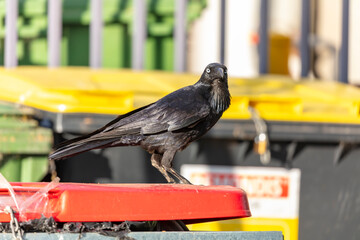 Obraz premium Photograph of an Australian Raven black bird standing on the lid of a large rubbish bin in a carpark in the Western Sydney town of Penrith in New South Wales, Australia