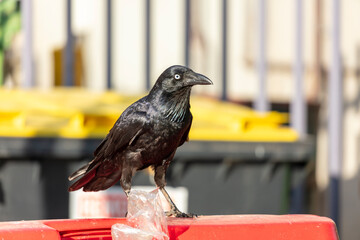Obraz premium Photograph of an Australian Raven black bird standing on the lid of a large rubbish bin in a carpark in the Western Sydney town of Penrith in New South Wales, Australia