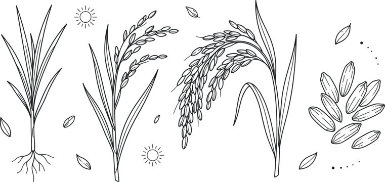 Hand Drawn Rice Plant Vector Illustration Set with Paddy Stalks Grains Roots and Seed Elements for Organic Agriculture Product Packaging Designs