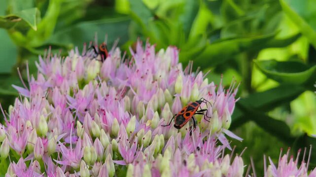 Firebug insect crawling on pink stonecrop flower.