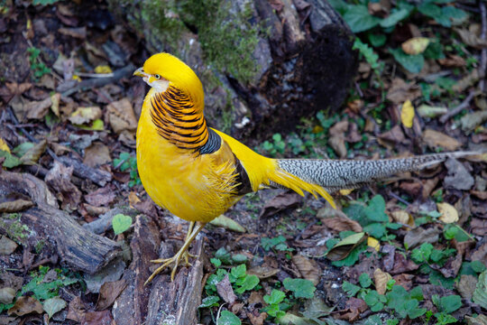 Golden lemon pheasant walks on the ground in the forest on a bright sunny day. Animals, birds, ornithology, ecology.
