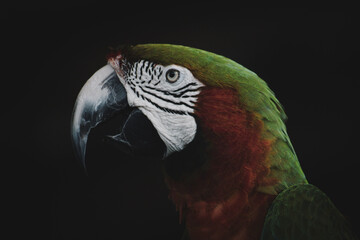 Green and Red Macaw © Connor