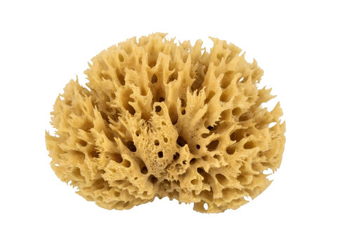 Close-up of a natural sponge with intricate porous structure and holes.