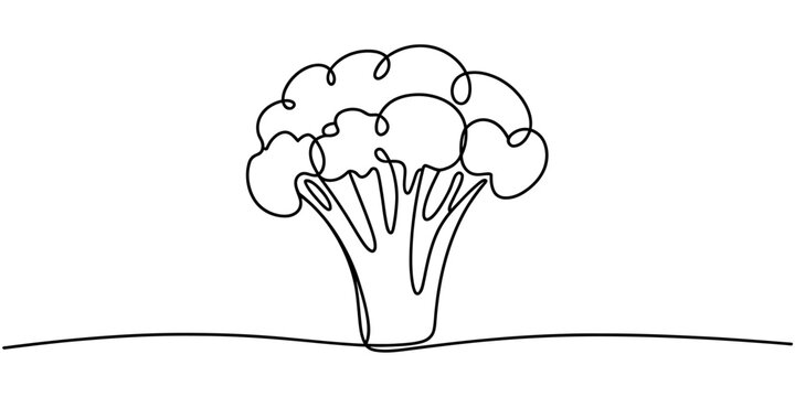 Continuous single line drawing of a fresh broccoli vegetable isolated on a white background Vector, illustration