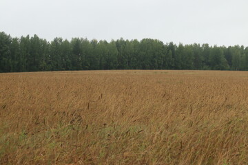 Obraz premium A grass-overgrown field in the forest on a gloomy, rainy day.