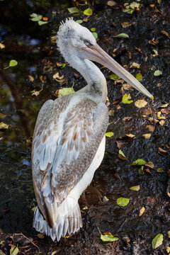 A curly-haired pelican stands on the ground in the forest on a bright sunny day. Animals, birds, ornithology, ecology.