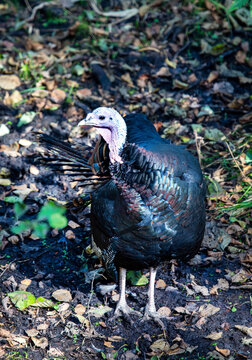A wild turkey stands on the ground in the forest on a bright sunny day. Animals, birds, orni-thology, ecology.