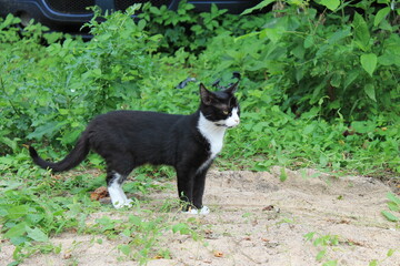 black and white cat © Jurgita