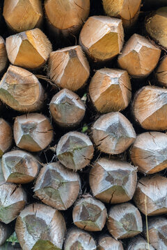 A detailed view of sharpened wooden stakes stacked in a pile, highlighting the raw timber material, wood grain, cracks, and pointed ends found in an outdoor agricultural setting.