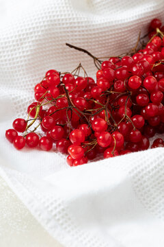 Red Viburnum Berries on White Fabric, Close Up