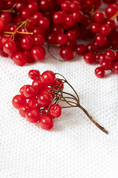 Red Viburnum Berries on White Fabric, Close Up