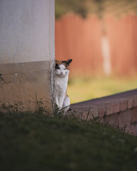 cat near the wall © Elena