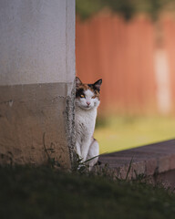 cat in the garden © Elena