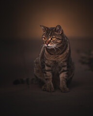 portrait of a cat © Elena