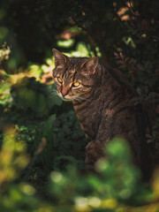 cat in the garden © Elena