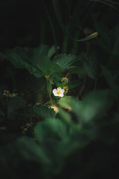 strawberry blossom