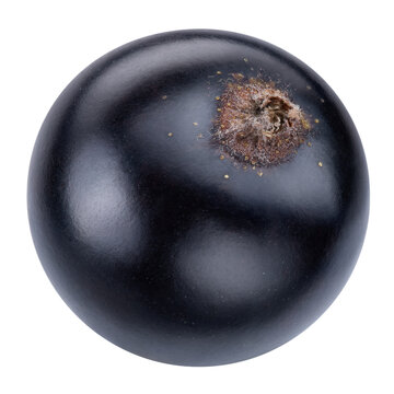 Black currant isolated on white background with clipping path. Currant black top view single berry. As design element. Full depth of field