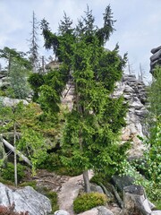 Górski krajobraz  © WalDec