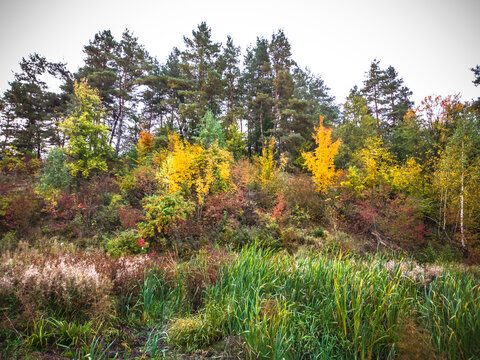 Colorful autumn forest landscape on a hillside with vibrant yellow and red trees, evergreen pines, and green reeds in the foreground.