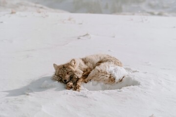Fototapeta premium Fox sleeping curled in a tight ball on a snowy field, fluffy fur covered in soft flakes for wildlife and winter nature stories