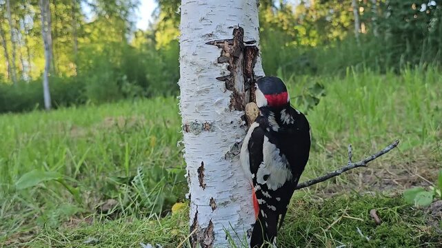 A close up of a great spotted woodpecker eating peanuts on a tree trunk against a natural backdrop