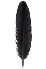 Single elegant black bird feather isolated on a clean white background for creative design © Ophelia