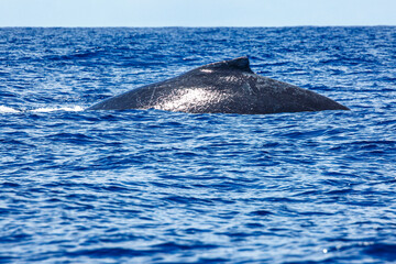 Close-up view of a whale surfacing in the open blue ocean water © Marco Olivetti