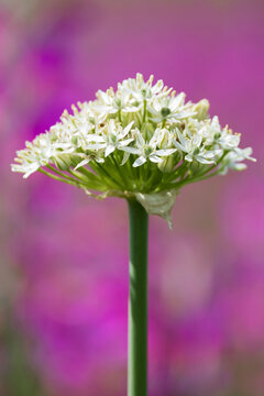 White flower inflorescence on green stem in ricadi, calabria, Italy