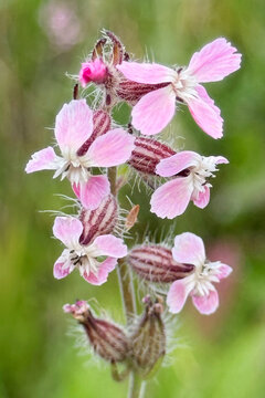 Common Catchfly pink flowers on herbaceous plant
