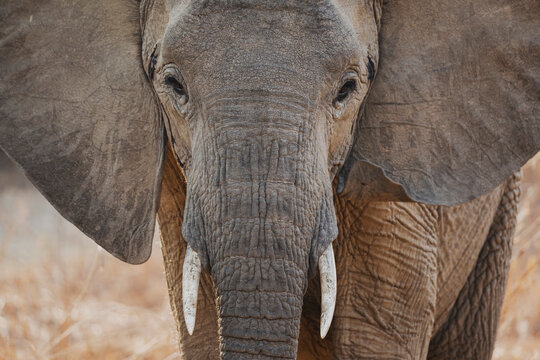 Close-up portrait of an African Elephant in South Luangwa national