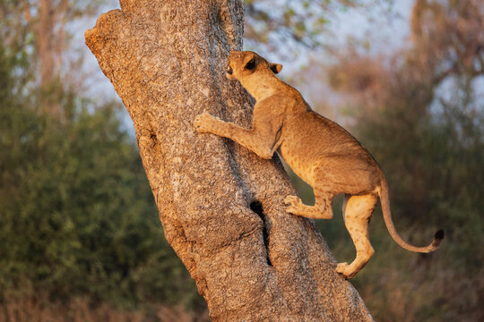 Juvenile Lion climbing Tree to escape biting tsetse flies in a park