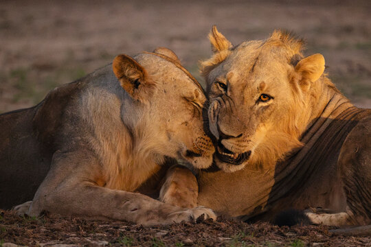 Lion coalition resting in Zambia's luangwa valley national park