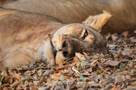 Sleeping lioness resting on dry leaves in South Luangwa national park