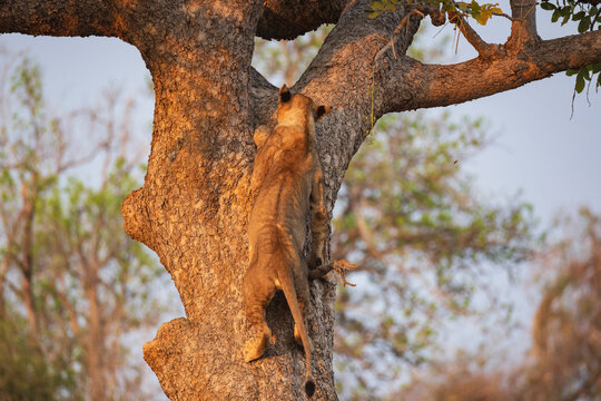 Juvenile Lion climbing tree in South Luangwa national park Zambia